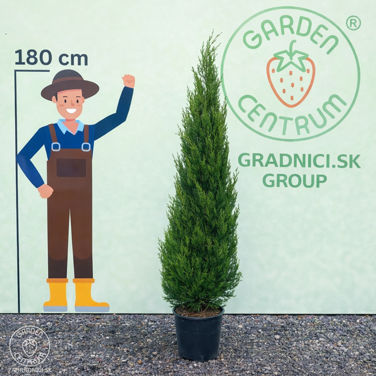 Obrázok Cyprusovec leylandský (Cupressocyparis leylandii) ´PYRAMIDALIS 2001´- výška 200-250 cm, kont. C25L